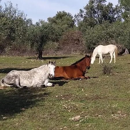 Quinta Do Ervedal * Castelo Novo