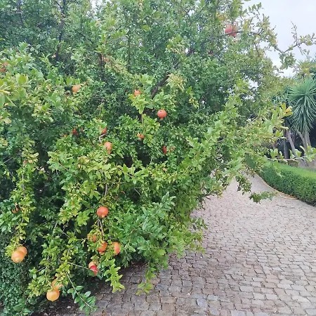 Quinta Do Ervedal- Guest house Castelo Novo
